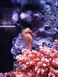 Close-up of fish underwater