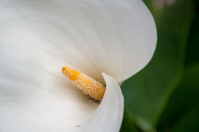 Close-up of day lily blooming outdoors