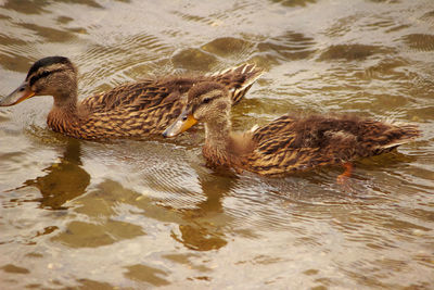 Duck swimming in lake