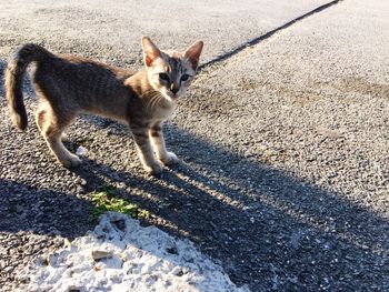 Portrait of cat on street