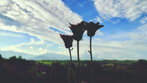 Close-up of flowers blooming against sky