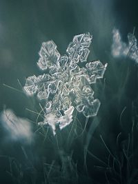 Close-up of frozen plant