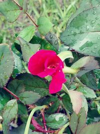 Close-up of pink flower blooming outdoors