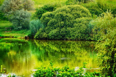 Scenic view of lake in forest