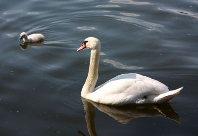 Swan swimming in lake