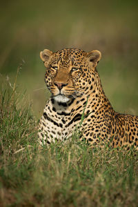 Close-up of leopard in forest