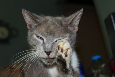 Close-up portrait of cat