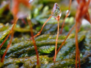 Close-up of fresh plant in water