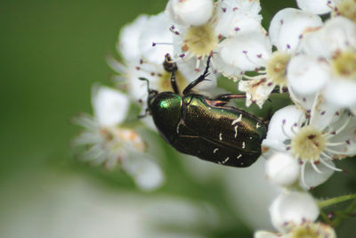 Close-up of beetle on white flower