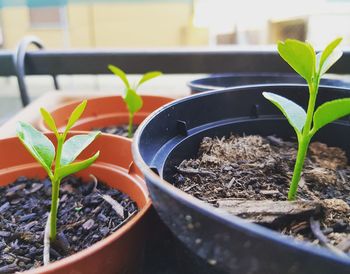 Close-up of small potted plant