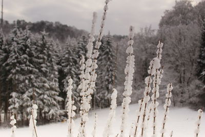 Close-up of snow covered land against sky