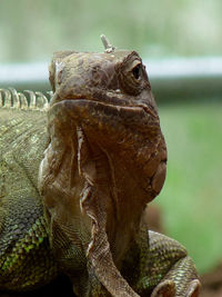 Close-up of lizard in water