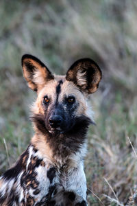 Portrait of dog sticking out tongue on land