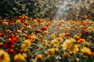 Close-up of yellow flowering plants on field