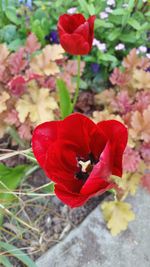 Close-up of red rose blooming outdoors