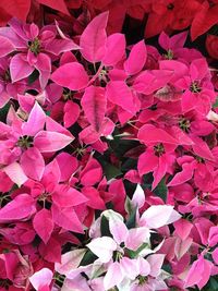 Full frame shot of pink flowers