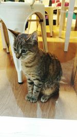 Cat resting on bed