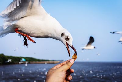 Close-up of hand feeding seagull