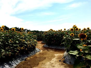 Plants growing on field against sky