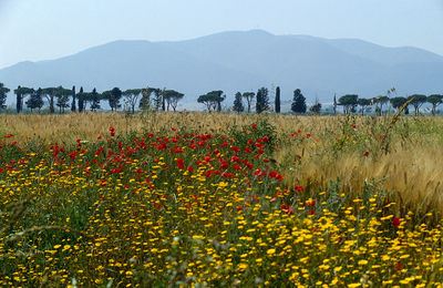 Scenic view of field against clear sky