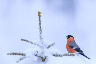 Close-up of bird perching on snow covered