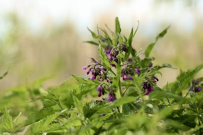 Close-up of purple flowering plant on field