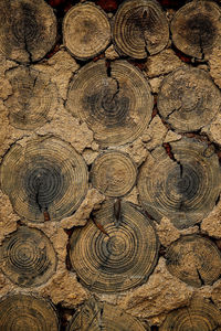 Full frame shot of tree trunk