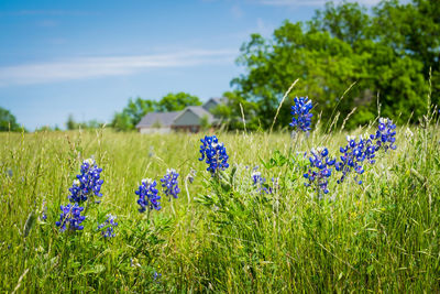 Close-up of wildflowers blooming on field against blue sky