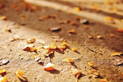 Autumn leaves fallen on ground