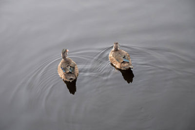 High angle view of birds swimming in lake