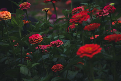 Close-up of red flowering plants