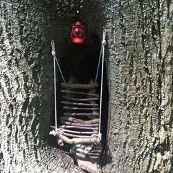 Close-up of tree trunk