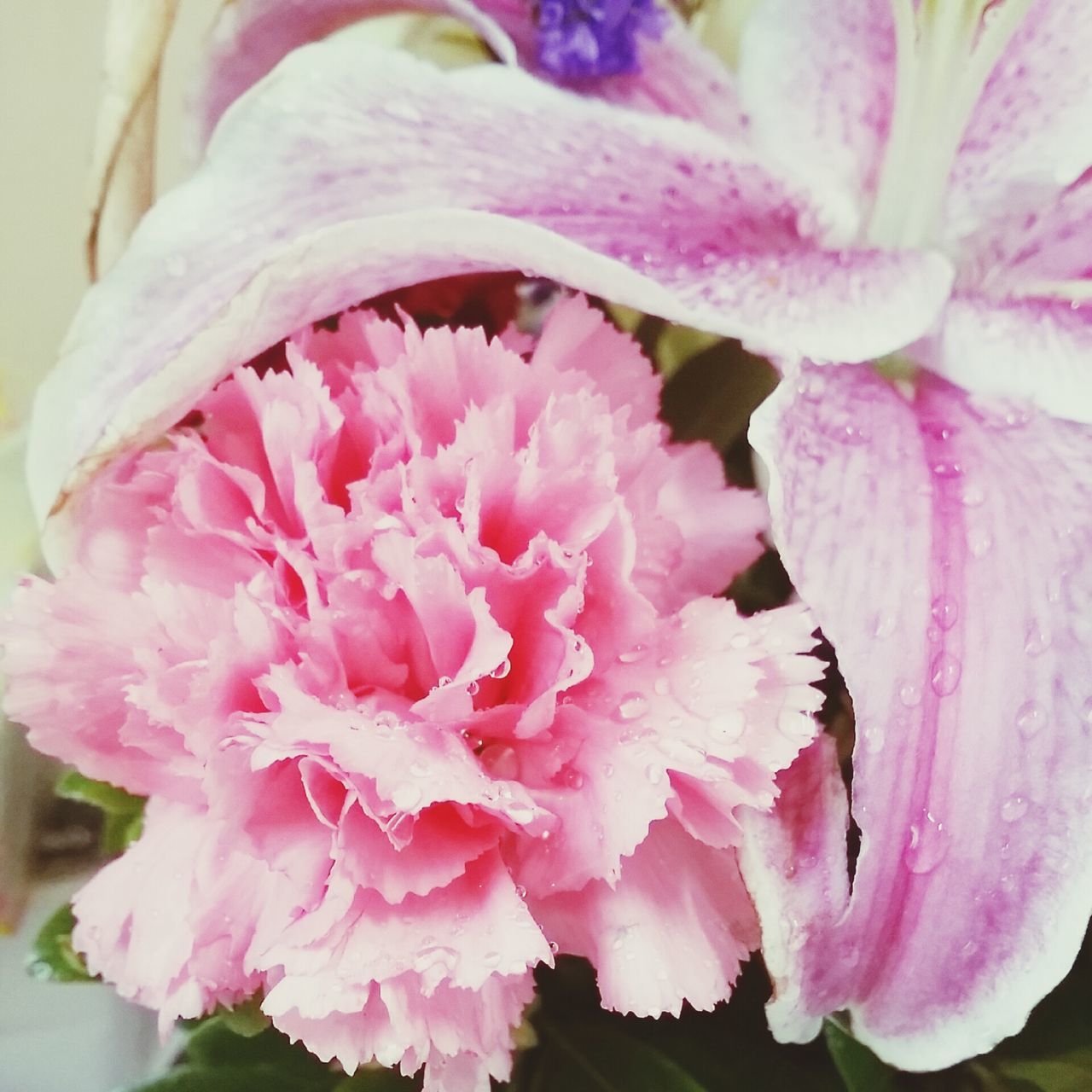 flower, pink color, petal, freshness, fragility, flower head, beauty in nature, close-up, growth, pink, nature, blooming, plant, purple, in bloom, focus on foreground, pollen, day, outdoors, no people