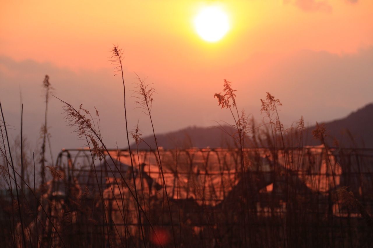 sunset, orange color, sun, nature, beauty in nature, tranquility, no people, outdoors, growth, plant, tree, scenics, forest fire, sky, grass