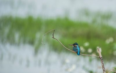 Bird perching on leaf against sky