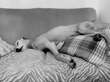 Dog sleeping on sofa at home