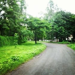 Road passing through forest