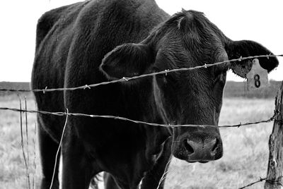 Close-up of cow standing on field