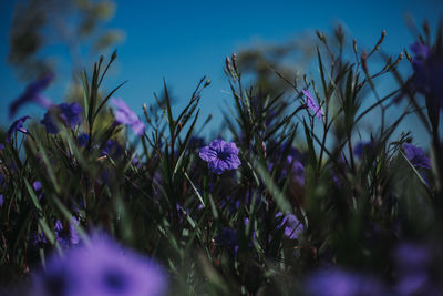 Close-up of purple flowering plants on field