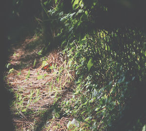 Close-up of plants growing in forest