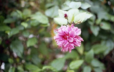 Close-up of pink flowers