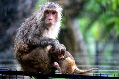 Portrait of monkeys in rain