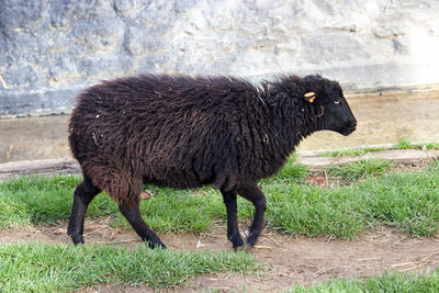 Black sheep walking