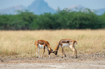 Full length of two blackbucks fighting on field in forest