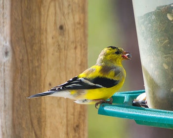 Close-up of bird perching on wood