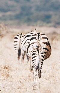 Zebra standing on field