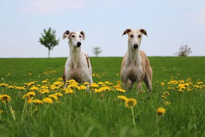 Portrait of a dog on field