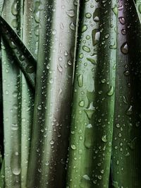 Full frame shot of wet plant