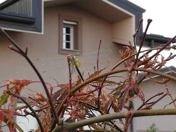 Close-up of plants