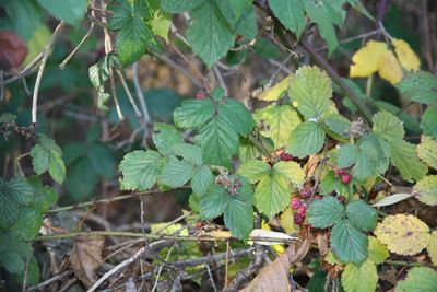 Close-up of leaves